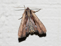 Apamea verbascoides