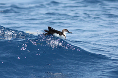 Audubon's Shearwater photo 2