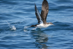 Audubon's Shearwater photo 3