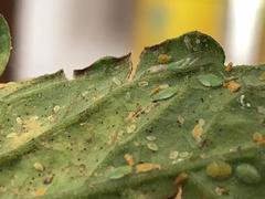 Bactericera cockerelli