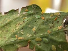 Bactericera cockerelli