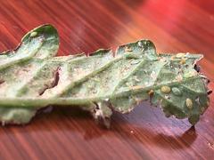 Bactericera cockerelli