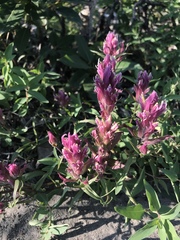 Castilleja parviflora