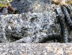 Natrix tessellata