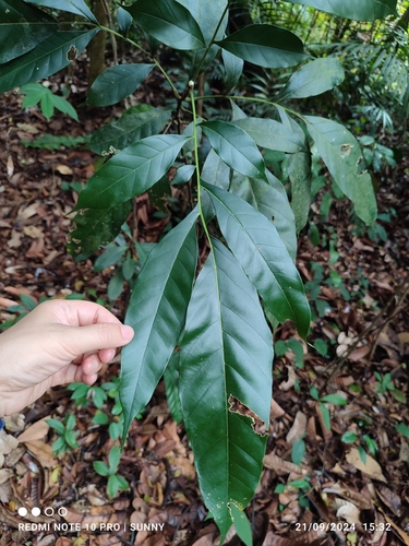 Artocarpus lanceifolius observed 2024-09-21