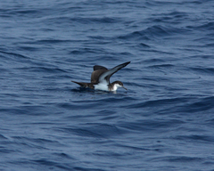 Audubon's Shearwater photo 4