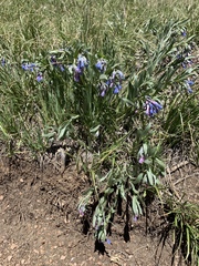Mertensia lanceolata