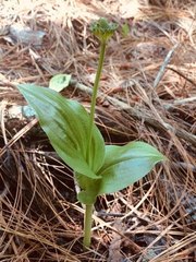 Malaxis brachyrrhynchos