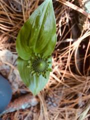 Malaxis brachyrrhynchos