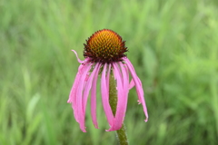 Echinacea simulata