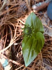 Malaxis brachyrrhynchos