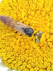 Philanthus crabroniformis