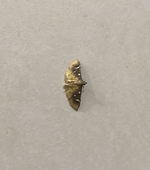 Cotachena
