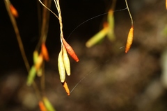 Leptostomum inclinans