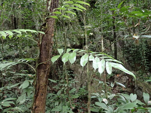 Lomariopsis lineata observed 2024-07-23