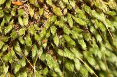 Leptostomum inclinans