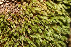 Leptostomum inclinans