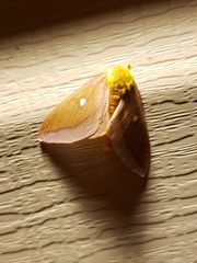Anisota virginiensis