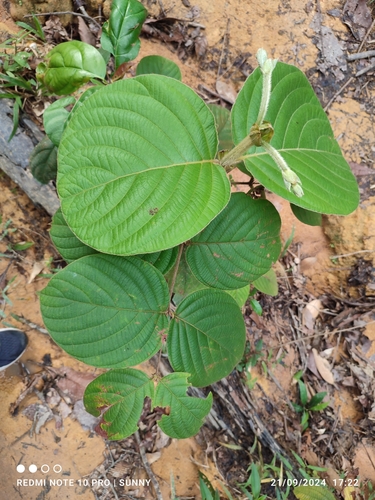 Uncaria cordata observed 2024-09-21