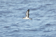 Audubon's Shearwater photo 5