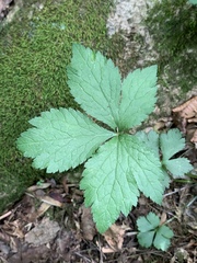 Sanicula trifoliata