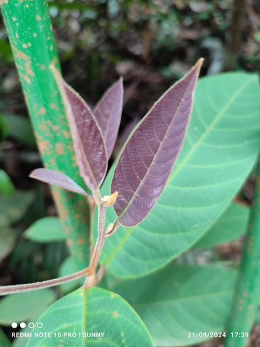 Litsea umbellata observed 2024-09-21