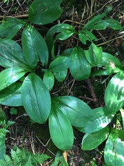 Clintonia