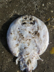Psammobatis bergi