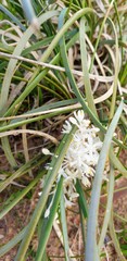 Lomandra effusa