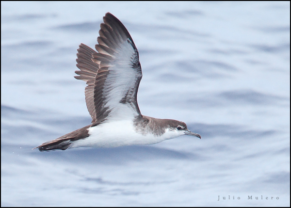 Sargasso Shearwater