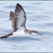 Audubon's Shearwater - Photo (c) Julio Mulero, some rights reserved (CC BY-NC-ND)