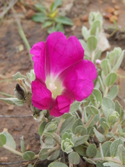 Ipomoea lenis