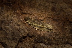 Metrioglypha phyllodes