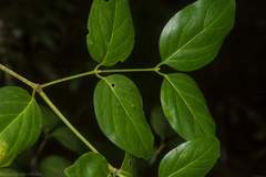 Psydrax lamprophylla