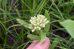 Asclepias lanuginosa