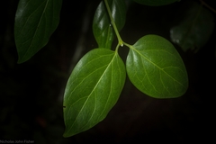 Psydrax lamprophylla