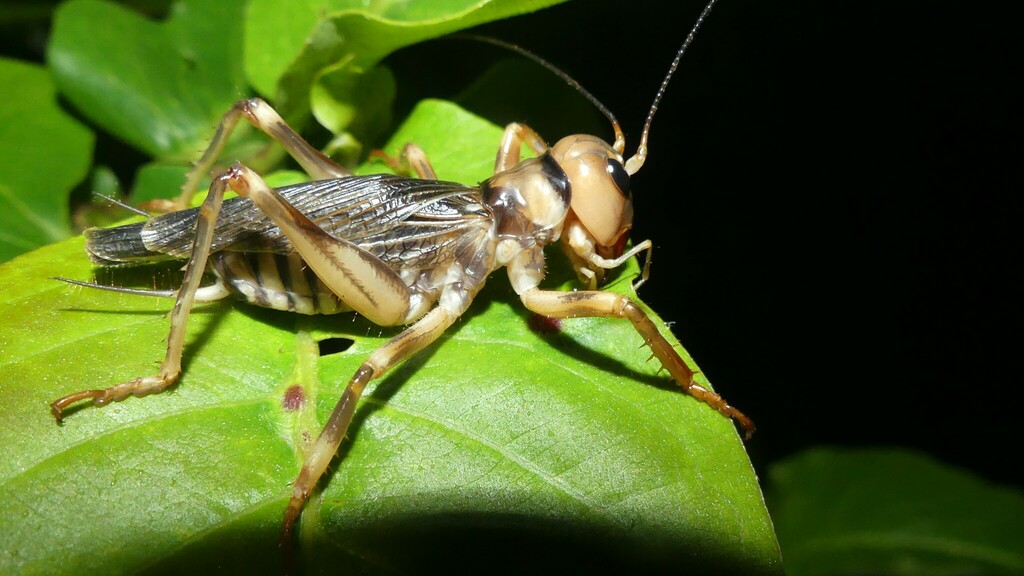 Gryllacropsis magniceps