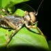 Gryllacropsis magniceps - Photo (c) Dinesh Sharma, some rights reserved (CC BY-NC), uploaded by Dinesh Sharma