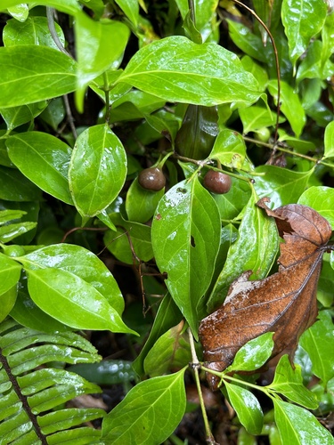 Cyclophyllum barbatum observed 2024-09-21
