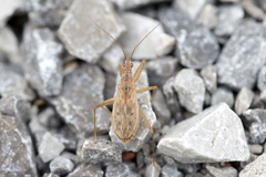 Nabis rufusculus
