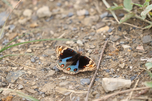 Blue Pansy