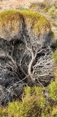 Allocasuarina muelleriana