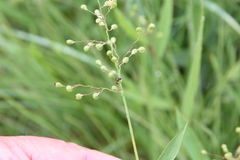 Dichanthelium leibergii