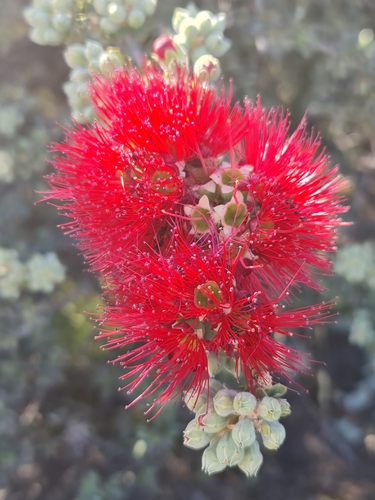 Image of Kunzea pulchella by (c) Belinda Forbes, some rights reserved (CC BY)