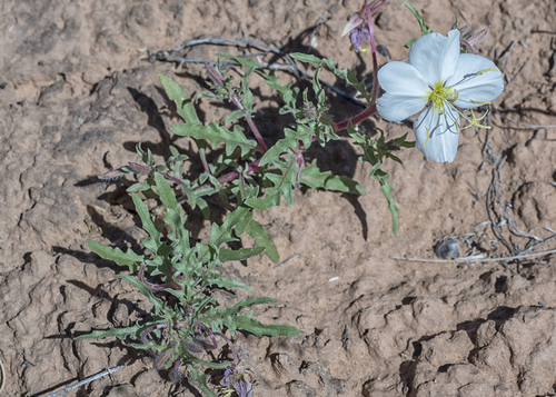 Pale Evening Primrose