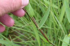 Dichanthelium leibergii