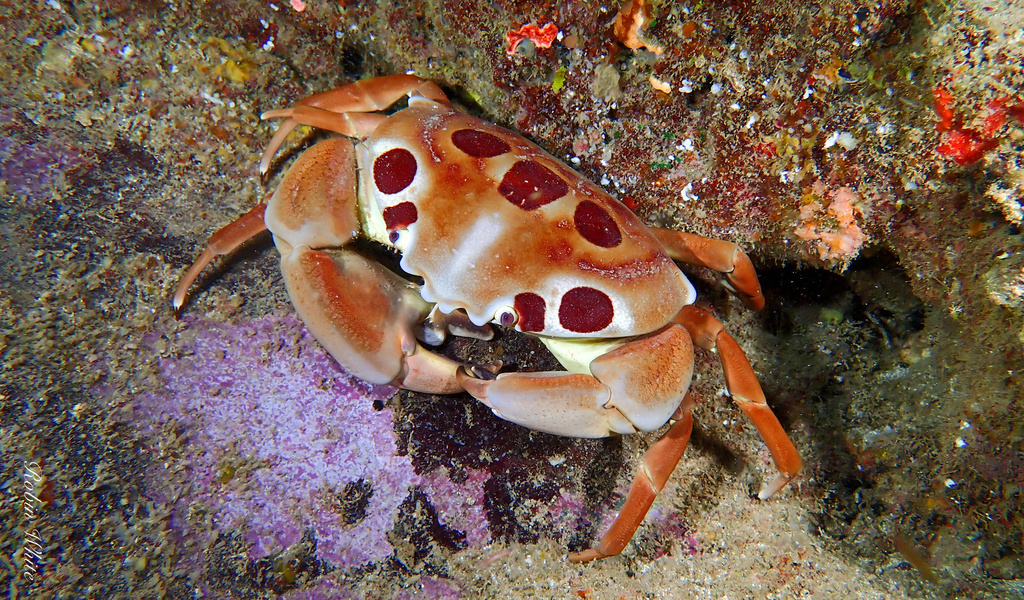 Photo of a Spotted Reef Crab