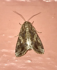 Spodoptera