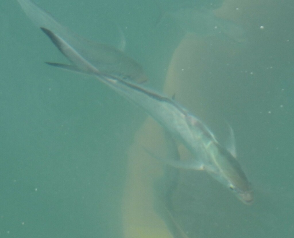 Herring scad