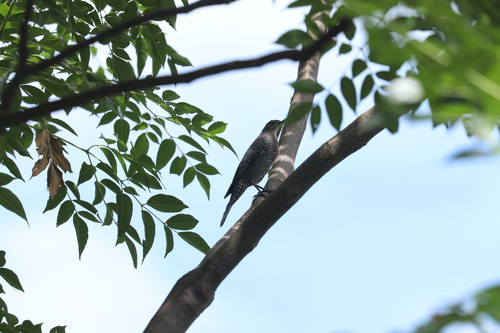 Blue Rock-Thrush